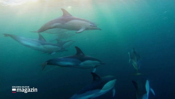 Unterwasseraufnahmen von Delfinen aus einem Film des "Green Screen Festivals". © Screenshot 