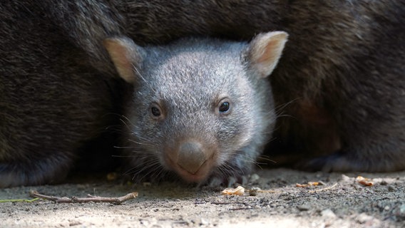 Auch bei den Wombats gibt es ein Jungtier. © NDR/Erlebnis-Zoo Hannover 