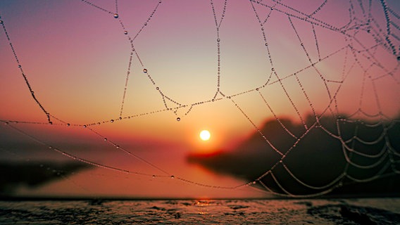 Die Sonne geht hinter einen Spinnennetz über der Hunte bei Hude auf. © NDR Foto: Frank Niehaus