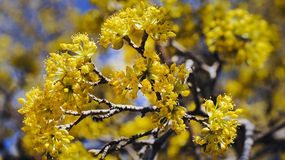 Gelbe Blüten der Kornelkirsche © Colourbox Foto: Serhii