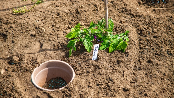 Ein Tontopf ist neben einer Tomatenpflanze im Beet eingegraben © NDR Foto: Udo Tanske