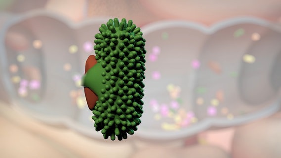 Schematische Darstellung: Darmbakterium isst Ballaststoff. © NDR 