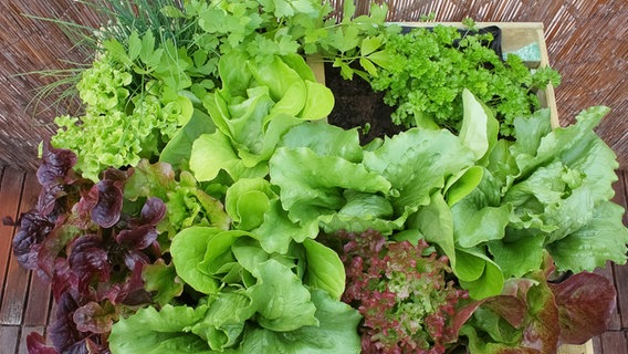 Verschiedene Salate im Hochbeet. © fotolia Foto: pixelunikat