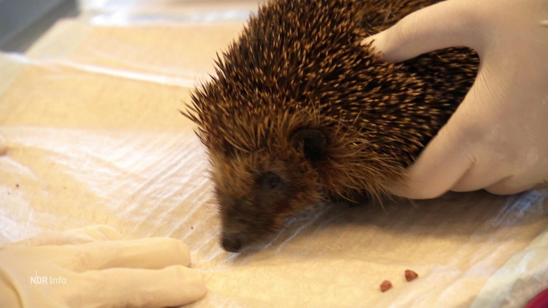 Igel Werden Immer H Ufiger Durch Gartenger Te Verletzt Ndr De