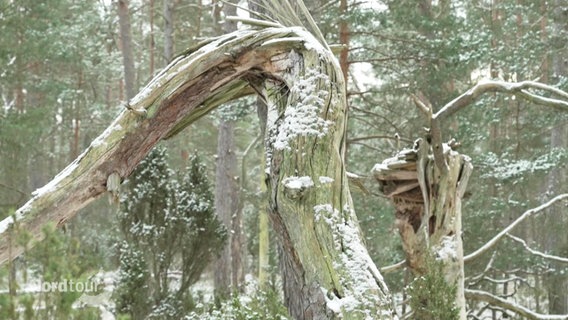 Ein umgeknickter Baumstamm, leicht mit Schnee bedeckt. © Screenshot 