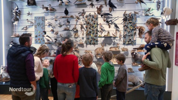 Eine Kindergruppe vor einer Wand mit ausgestopften, heimischen Vögeln bei einer Führung im Zoologischen Institut Rostock. © Screenshot 