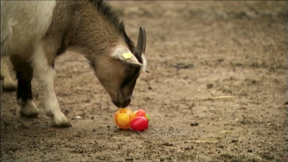 Eine Ziege neigt ihren Kopf und schnuppert an ein paar bunten Ostereiern. © Screenshot 
