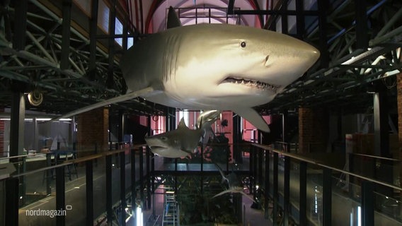 Ein Hai-Modell hängt in einem Raum. © Screenshot 