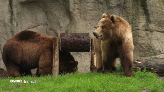 Zwei Bären stehen neben einer Art Trommel, die aus einem Baumstamm gefertigt ist. © Screenshot 