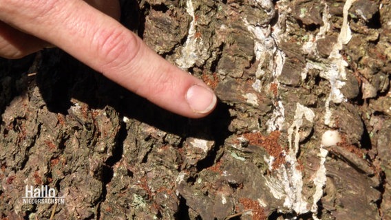 Ein Zeigefinger deutet auf ein Detail an einer Baumrinde. © Screenshot 