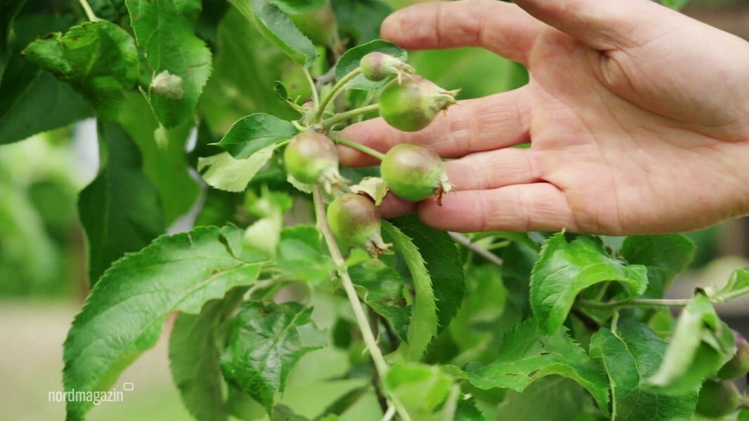 Gartentipps Apfelbäume schonend beschneiden NDR de Fernsehen