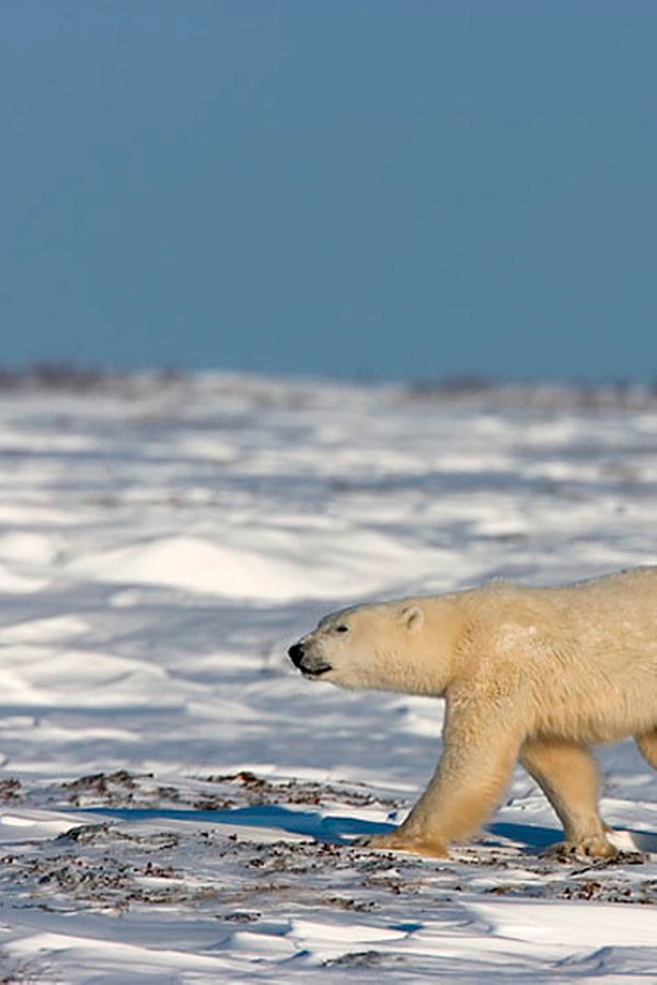 Eisbären können nicht weinen Arktis im Klimawandel Bild 10 NDR