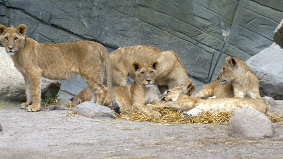 Löwenmutter Tembesi und ihre fünf Jungen haben ein feines Näschen. © NDR/Sandra Hoever 