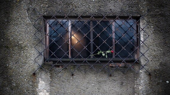Eine Rose zum Gedenken im ehemaligen Konzentrationslager Auschwitz-Birkenau © NDR.de Foto: Christian Spielmann