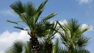 Hemp Palm © ErnstPieber / fotolia Photo: ErnstPieber