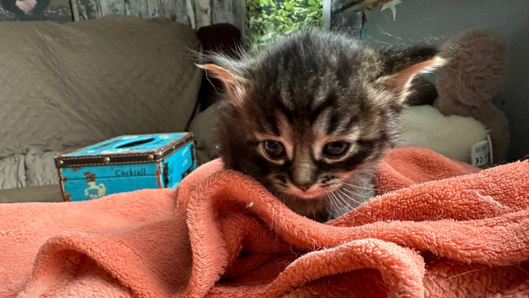 Drei Katzenbabys In Garage Ausgesetzt Polizei Sucht Zeugen Ndr De