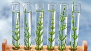 Genetisch modifizierte Pflanzen in Reagenzgläsern. (Foto vom Juli 2021) © picture alliance / CHASSENET / BSIP | CHASSENET / BSIP 