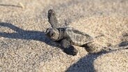 Frisch geschlüpftes Jungtier der Unechten Karettschildkröte (Caretta caretta) im Sand. © IMAGO / imagebroker Foto: IMAGO / imagebroker