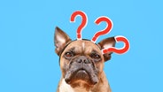 Eine französische Bulldogge trägt einen "Haarreifen" mit drei roten Fragezeichen. © picture alliance / Zoonar | Firn Foto:  Firn