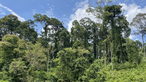 Blick auf den Regenwald im Danum Valley im malaysischen Bundesstaat Sabah auf Borneo. Der Wald am Fluss Segama ist eines der letzten Stücke unberührten Regenwaldes und ein Musterbeispiel für einen Flügelfrucht-Tieflandregenwald, mit einem hohen Grad von Biodiversität. © NDR/Lena Bodewein 