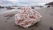 White pieces with brown balls on the beach of Cape Arkona © W. Dresel Photo: W. Dresel