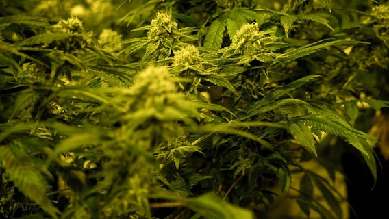 Nahaufnahme einer Cannabispflanze unter künstlichem Licht. © picture alliance/dpa | David Pichler Foto: David Pichler