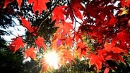 Herbstlich gefärbte Blätter eines japanischen Blutahorns leuchten im Licht der Sonne. © dpa-Bildfunk Foto: Holger Hollemann