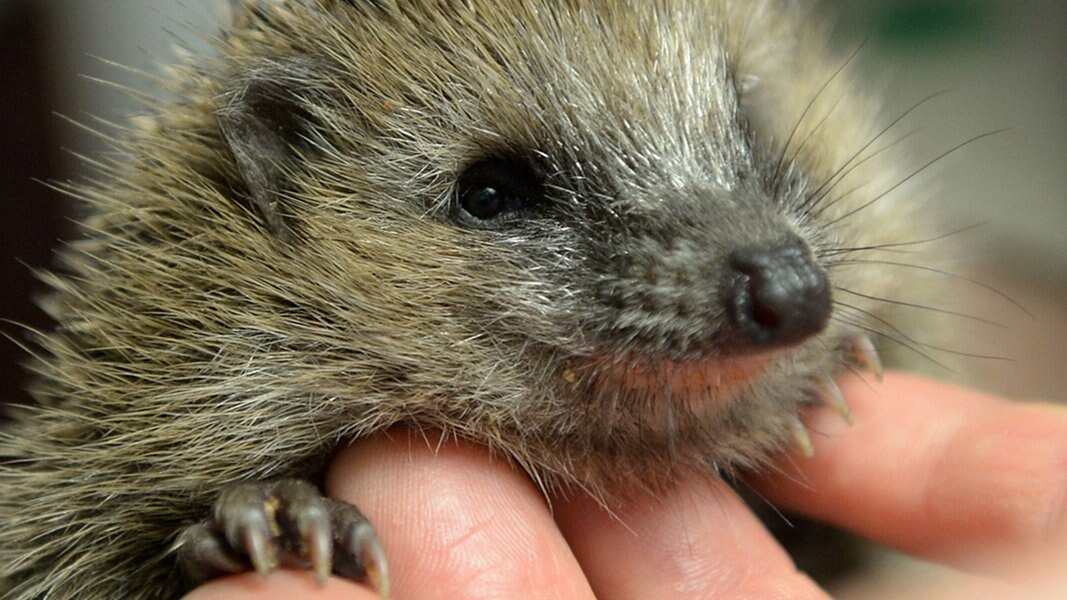 Im Fr Hjahr Werden Igel Ausgewildert Was Dabei Zu Beachten Ist Ndr