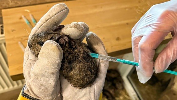 Ein Degu bekommt im Tierheim Uelzen eine Injektion. © NDR Foto: Regina Hamborg