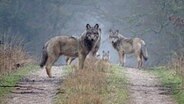 Many wolves stand on a forest road. © Robert de Mol Photo: Robert de Mol