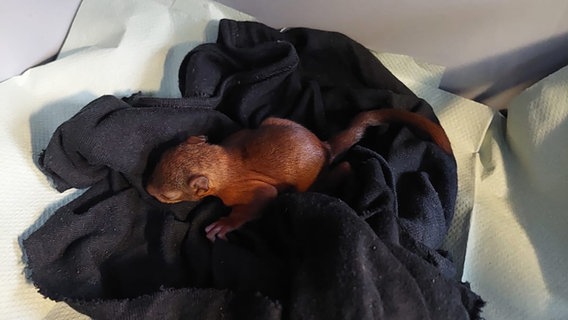 Ein Eichhörnchenbaby liegt auf einer schwarzen Decke. © Feuerwehr Wilhelmshaven 