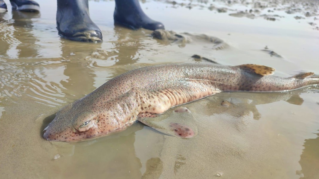 Katzenhai Vor Cuxhaven Von Wattwanderern Gerettet NDR De