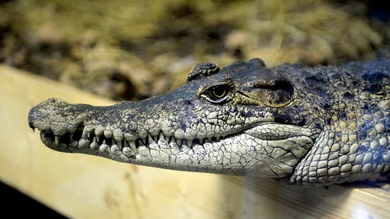 Ein Krokodil schaut in die Kamera. © dpa-Bildfunk Foto: Carmen Jaspersen