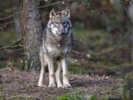 A wolf is in the woods. © dpa / picture alliance Photo: Patrick Pleul