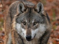 A wolf looks directly into the camera. © Dieter Möbus Photo: Dieter Möbus