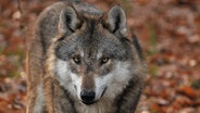 A wolf looks directly into the camera. © Dieter Möbus Photo: Dieter Möbus