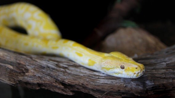 Python (Python molurus bivittatus) © picture alliance / NurPhoto | Creative Touch Imaging Ltd 
