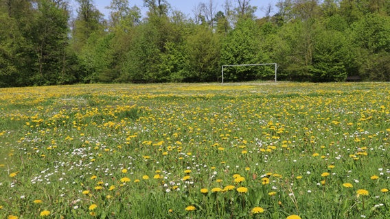 Auf einem Fußballfeld in Adenstedt im Landkreis Hildesheim blühen tausende Löwenzahnpflanzen und Gänseblümchen © NDR Foto: Klaus Nagel