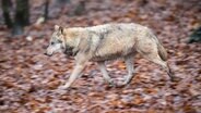 A wolf on a leafy soil. © dpa-Bildfunk Photo: Lino Mirgeler