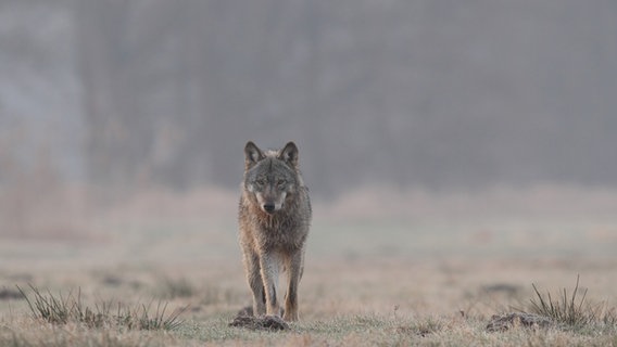 Ein Wolf. © NABU/M. Hamann Foto: Michael Hamann