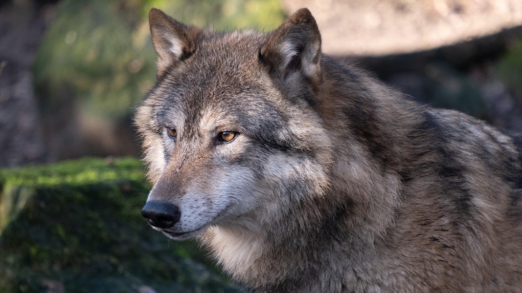 Banzkow Wolf auf A14 überfahren NDR de Nachrichten Mecklenburg