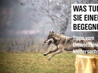 In the photo, you can see a wolf, above, the text: "What to do if you meet a wolf?" Advice from the Ministry of Environment Photo: Lutz Petersen