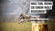 In the photo, you can see a wolf, above, the text: "What to do if you meet a wolf?" Advice from the Ministry of Environment Photo: Lutz Petersen