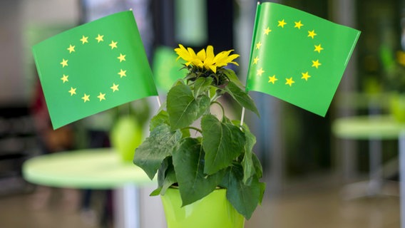 Eine Blume und EU-Flaggen in Grün sind vor der Wahlparty zu Europawahl 2014 von Bündnis 90/Die Grünen zu sehen. © dpa-Bildfunk Foto: Maja Hitij