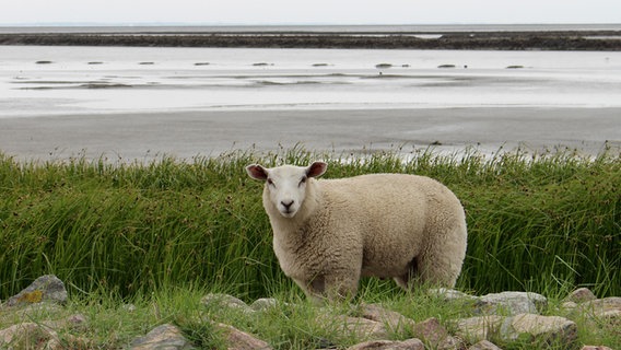 Ein Schaf stehet zwischen einigen Steinen und vor hohem Gras mit dem Blick direkt in die Kamera. Hinter dem Tier ist das Wattenmeer zu sehen. © Konstantin Guba-Bethke Foto: Konstantin Guba-Bethke
