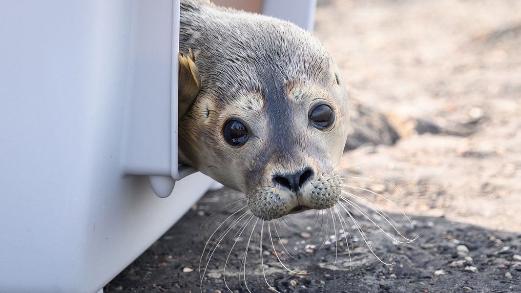 Seehundstation Friedrichskoog Wildert Erste Heuler Der Saison Aus Ndr