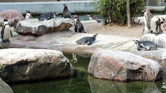 Zahlreiche Pinguine stehen im Tierpark Neumünster an ihrem Becken. © NDR Foto: Samir Chawki