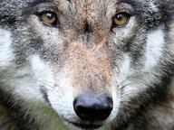 Close up of a wolf in Eekholt play park. © photo alliance / dpa Photo: Carsten Rehder