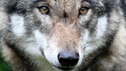 Close up of a wolf in Eekholt play park. © photo alliance / dpa Photo: Carsten Rehder
