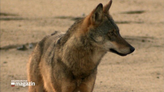 Ein Wolf. © NDR 